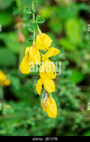Un cluster di colore giallo brillante fiori con piccole foglie pendenti da una selvaggia o comune scopa scozzese arbusto. Foto Stock