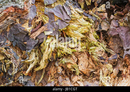 Primo piano della parte interna di un decadimento ceppo di albero Foto Stock