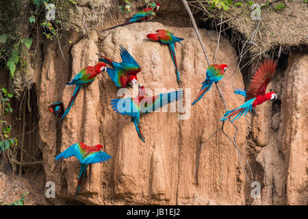 Macaws in argilla leccare nell'Amazzonia peruviana giungla di Madre de Dios in Perù Foto Stock