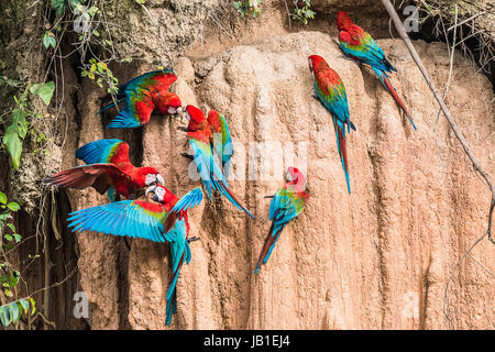 Macaws in argilla leccare nell'Amazzonia peruviana giungla di Madre de Dios in Perù Foto Stock