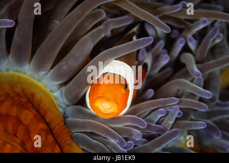 Un falso anemonefish (Amphiprion ocellaris) nuota fra i tentacoli del suo host anemone nel Parco Nazionale di Komodo, Indonesia. Foto Stock