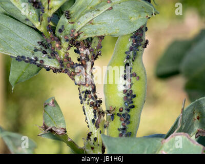 Malati grandi piante di fagiolo con blackfly. Il mio giardino! Foto Stock