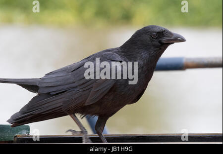 Carrion crow grande uccello nero Foto Stock