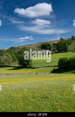 Prati fioriti in Bloom, Muker fondo, swaledale, Yorkshire Dales National Park, Regno Unito. Foto Stock