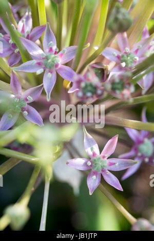 Allium schubertii Foto Stock