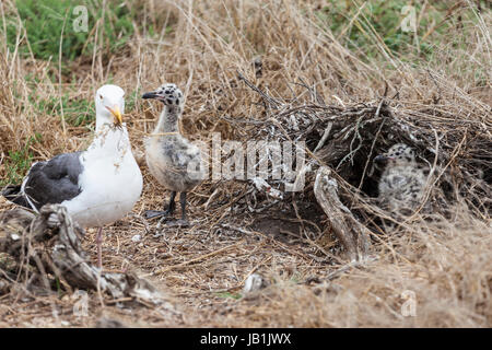 Seagull pulcini con nidificazione madre a Anacapa Island nel Parco Nazionale delle Isole del Canale nella California Meridionale. Foto Stock