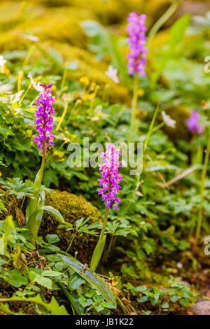 Western marsh (orchidea Dactylorhiza majalis), in Luce del sole di mattina. I fiori sono rosso porpora e foglie chiazzate. Qui si vede in ambiente umido. Foto Stock