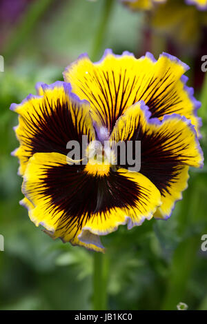 Fioritura invernale Pansy Foto Stock