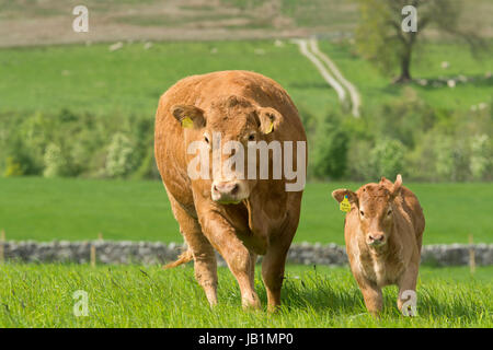 Limousin vacche e vitelli in pascoli lussureggianti, inizio estate, Lancashire, Regno Unito. Foto Stock
