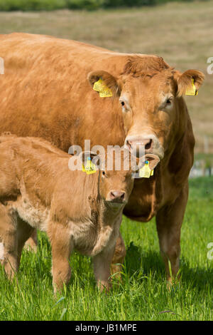 Limousin vacche e vitelli in pascoli lussureggianti, inizio estate, Lancashire, Regno Unito. Foto Stock