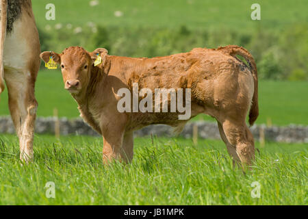 Limousin vacche e vitelli in pascoli lussureggianti, inizio estate, Lancashire, Regno Unito. Foto Stock