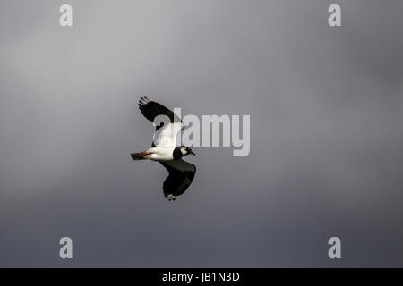 Pavoncella in volo contro un cielo scuro Foto Stock