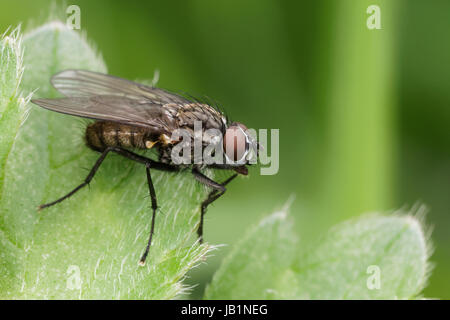 Parte della vita di insetto vicino a casa mia. Foto Stock