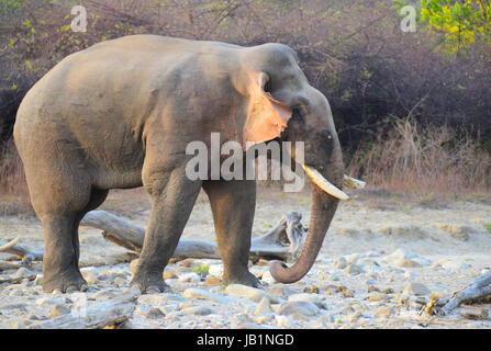 Wild Elephant India Foto Stock