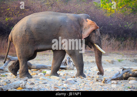 Wild Elephant India Foto Stock