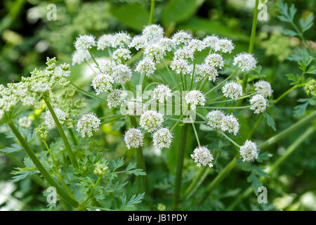 La cicuta acqua Dropwort, Oenanthe crocata Foto Stock