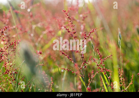 Pecore Sorrel, Rumex acetosella Foto Stock