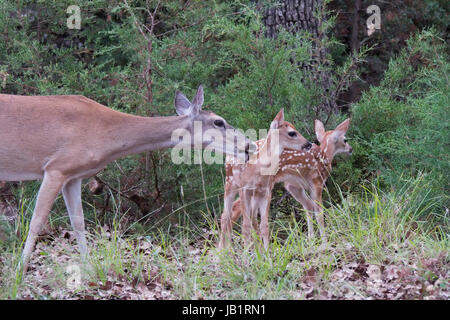 Texas white-tailed deer doe la cura per la sua coppia di Twin cerbiatti Foto Stock