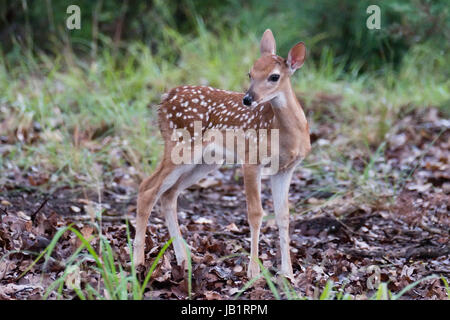 Texas culbianco Deer Fawn un paio di settimane di età. Foto Stock