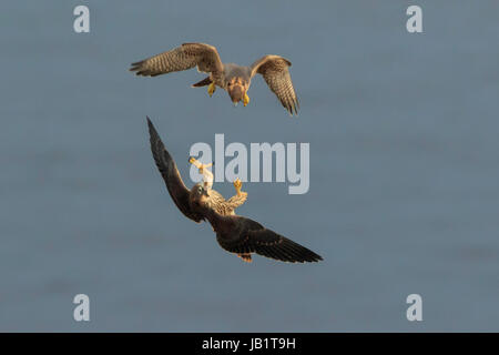 Due giovani falco pellegrino (Falco peregrinus) volare sopra il mare, giocando a caccia Foto Stock