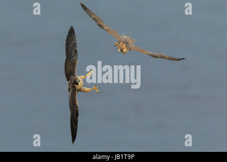 Due giovani falco pellegrino (Falco peregrinus) volare sopra il mare, giocando a caccia Foto Stock