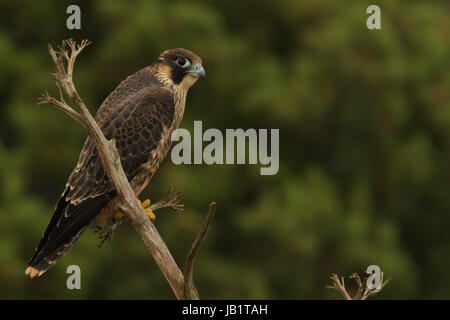 Il novellame di falco pellegrino (Falco peregrinus) arroccato su un cactus tree con cespugli verdi a sfondo Foto Stock