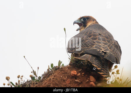 Il novellame di falco pellegrino (Falco peregrinus) chiamando sul terreno Foto Stock