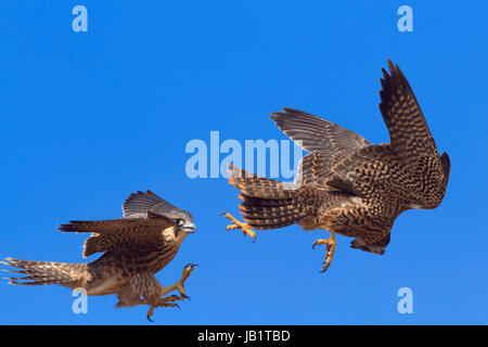 Due fratelli falco pellegrino (Falco peregrinus) giocando in volo con il blu del cielo Foto Stock