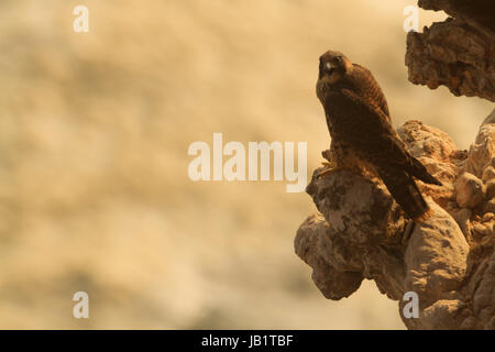 Il novellame di falco pellegrino (Falco peregrinus) chiamando e in appoggio sulle rocce della scogliera con il mare a sfondo nella luce del tramonto Foto Stock