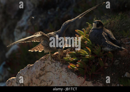 Due fratelli falco pellegrino (Falco peregrinus) appoggiato sulle rocce, uno cercando le sue ali Foto Stock