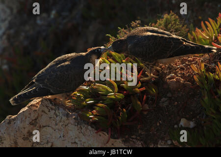 Due fratelli falco pellegrino (Falco peregrinus) kissing Foto Stock