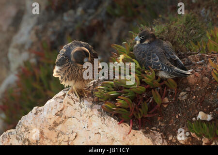 Due fratelli falco pellegrino (Falco peregrinus) appoggiato sulle rocce Foto Stock