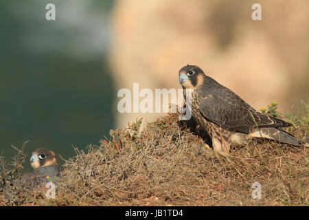 Due fratelli falco pellegrino (Falco peregrinus) in appoggio sulla sommità di una rupe Foto Stock