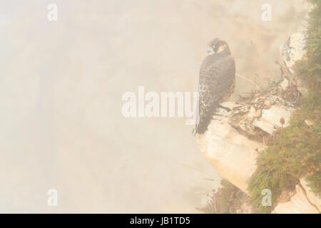 Il novellame di falco pellegrino (Falco peregrinus) appoggiato sulle rocce nella nebbia Foto Stock