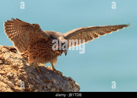 Falco pellegrino (Falco peregrinus) capretti chiedendo cibo sulle rocce Foto Stock