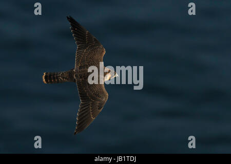 Il novellame di falco pellegrino (Falco peregrinus) in volo Foto Stock