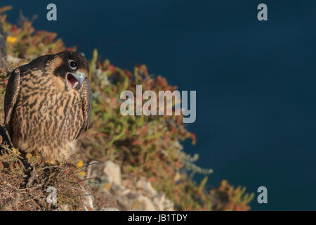 Falco pellegrino (Falco peregrinus) capretti chiamando sulle rocce Foto Stock
