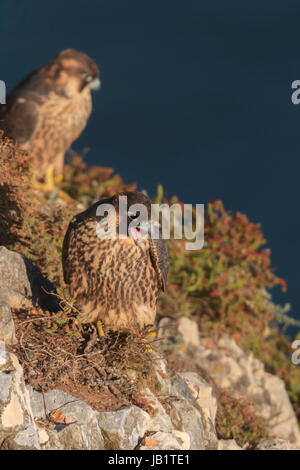 Due fratelli falco pellegrino (Falco peregrinus) appoggiato sulle rocce Foto Stock