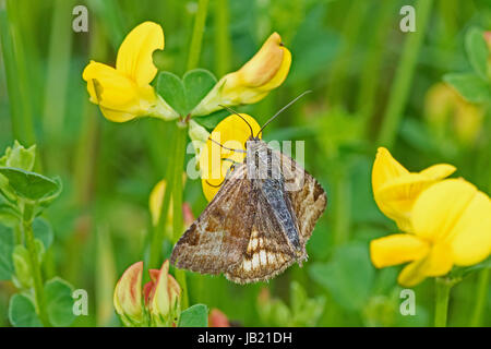 Burnett Companion (Euclidia glyphica) alimentazione su Bird's-Trifoglio del piede Foto Stock