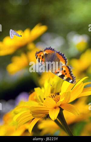 Piccola tartaruga farfalle e bombi sulla falsa girasoli o Heliopsis helianthoides nel giardino in estate Foto Stock