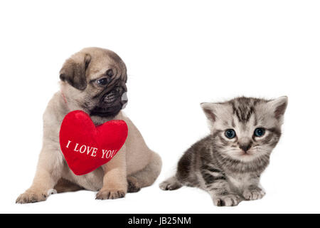 Pug cucciolo con il segno "ti amo' guardando un piccolo British Shorthair gattino. Foto Stock