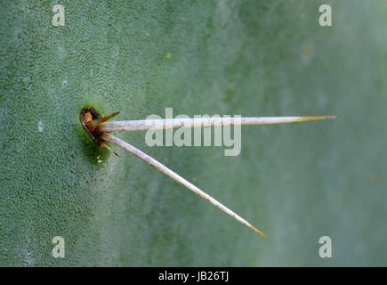 Sabra cactus thorn, in stretta fino Foto Stock