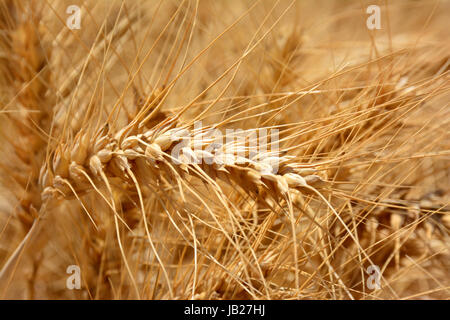 ripe wheat in the field Foto Stock