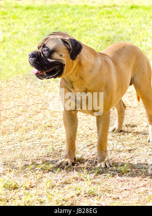 Un giovane, bel rosso fulvo, medie Bullmastiff cane sull'erba. Il Bullmastiff è un potente animale costruito con grande intelligenza e volontà a favore. Foto Stock