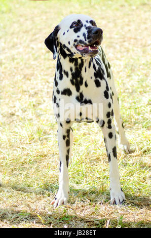 Un giovane bellissimo cane dalmata in piedi sull'erba distintivo per i suoi bianchi e neri sul suo mantello e per essere stato di avviso, attivi e intelligenti di razza. Foto Stock