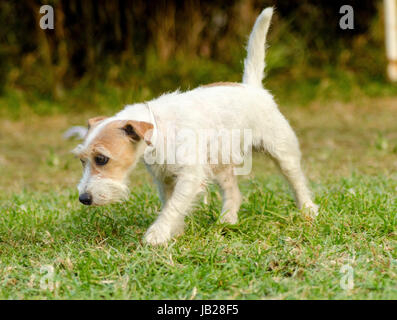 Un piccolo bianco e tan rinzaffate Jack Russell Terrier cane a camminare e odore di erba, cercando felice. È noto per essere fiduciosi, altamente intelligenti e fedeli e viste la vita come una grande avventura. Foto Stock