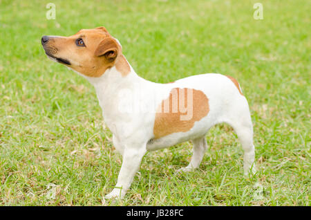 Un piccolo bianco e marrone di rivestimento liscio Jack Russell Terrier cane a camminare sull'erba, guardando molto felice. È noto per essere fiduciosi, altamente intelligenti e fedeli e viste la vita come una grande avventura. Foto Stock