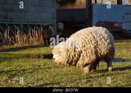 Grayface Dartmoor pecore con una spessa curly fleece in piedi in un campo umido Foto Stock