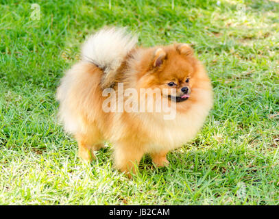 Una vista laterale di un piccolo giovane bella fluffy orange pomerania cane sull'erba. Pom i cani sono considerati nella categoria giocattolo e rendere molto buon compagno cani. Foto Stock