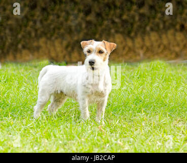 Un piccolo bianco e tan rinzaffate Jack Russell Terrier cane sull'erba, guardando molto felice. È noto per essere fiduciosi, altamente intelligenti e fedeli e viste la vita come una grande avventura. Foto Stock